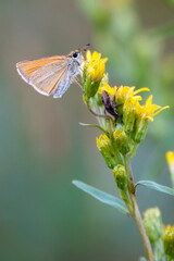 Essex Skipper