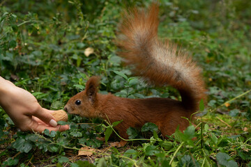 A squirrel eats a nut from a human hand in the autumn forest on the grass.