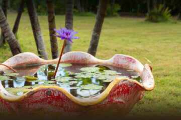 Offene Seerose blüht in einem Brunnen