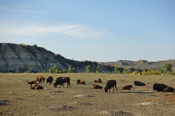 View of wild bisons in the Theodore Roosevelt National Park in badlands in North Dakota, United States