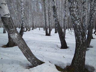 Siberian birch forest with trees in the snow in winter