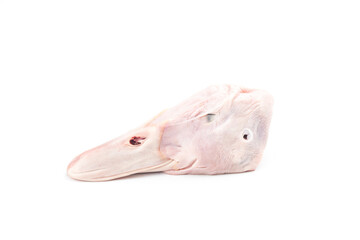 Fresh duck head on top of white background