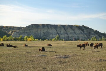 View of wild bisons in the Theodore Roosevelt National Park in badlands in North Dakota, United States