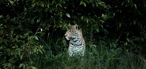 Leopards in the Maasai Mara 