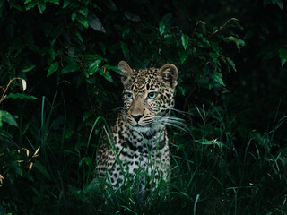 Leopards in the Maasai Mara 