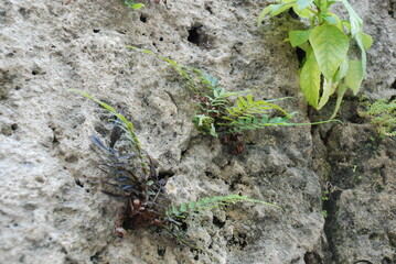 Planta en pared de piedra 
