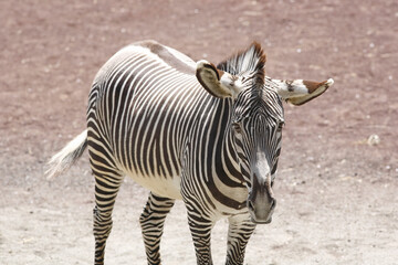 クレビーシマウマ