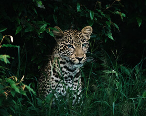Fototapeta na wymiar Leopards in the Maasai Mara 