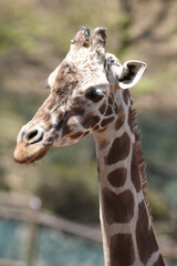 Fototapeta premium アミメキリン