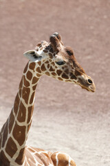 Obraz premium アミメキリン