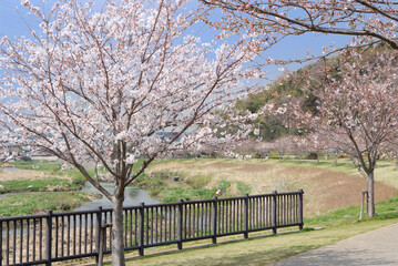 Fototapeta premium 引地川親水公園（神奈川県藤沢市大庭）