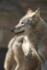 Fototapeta premium ヨーロッパオオカミ