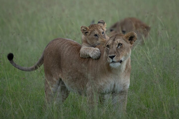 A pride of lions on the plains of the Kenyan Maasai Mara.