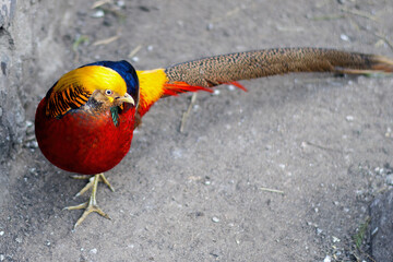 Colorful Golden pheasant. The Latin name of the bird is Chrysolophus pictus.