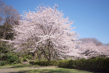 Obraz na płótnie Canvas 新林公園の桜（神奈川県藤沢市）
