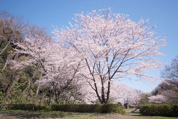 Obraz na płótnie Canvas 新林公園の桜（神奈川県藤沢市）