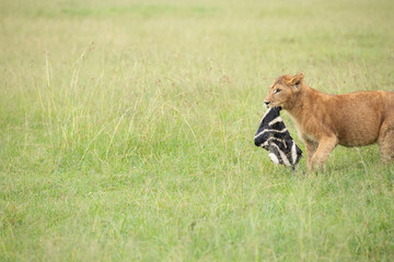 A pride of lions on the plains of the Kenyan Maasai Mara.