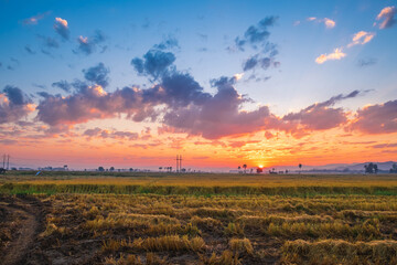 The sunset on the rice field