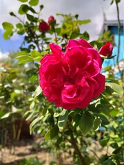 Набор разнообразных фотографий