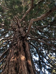 Naklejka premium old oak tree