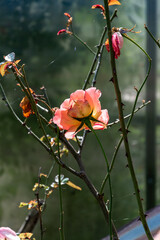The last and lonely old wild rose on the bush illuminated with sunlight.