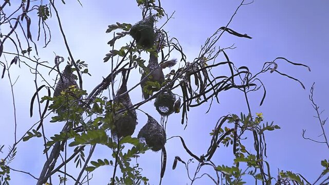 Baya Weaver Bird(Ploceus philippinus) flit from nest to nest in slow motion silhouetted against a blue sky.