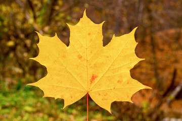 Yellow maple leaf on a blurry background. Close up shot.