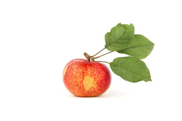 Apple fruit with leaves isolated on white background. One red organic  rustic ripe apple.