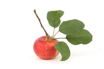Apple fruit with leaves isolated on white background. One red organic  rustic ripe apple.