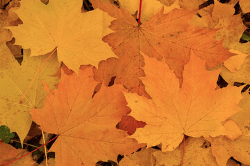 Naklejka na ściany i meble Yellow red maple leaves in autumn.