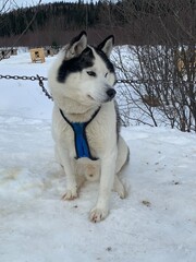 Husky of dog sledding in Laurentides, Kanatha Aki resort, Val-des-Lacs, Quebec, Canada
