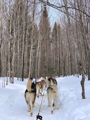 Laurentides, Quebec / Canada - February 27 2020: Husky of dog sledding in Laurentides, Kanatha Aki resort, Val-des-Lacs, Quebec, Canada