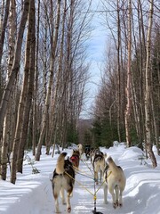 Laurentides, Quebec / Canada - February 27 2020: Husky of dog sledding in Laurentides, Kanatha Aki resort, Val-des-Lacs, Quebec, Canada
