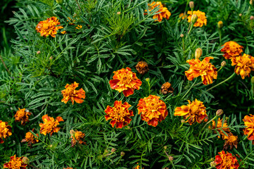 Orange cosmos in the green lawn