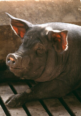 さつま黒豚 © Paylessimages