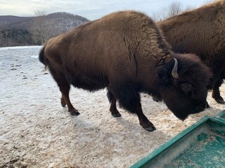 Close-Up portrait of an American bison buffalo in a protected area Kanatha Aki, Val-des-Lacs, Quebec, Canada