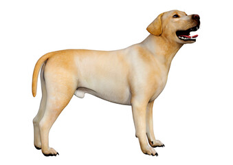 3D Rendering Labrador Dog on White