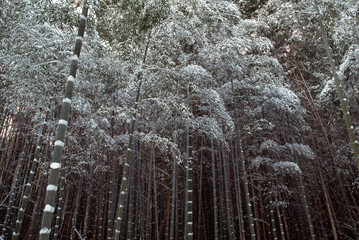 冬の竹林