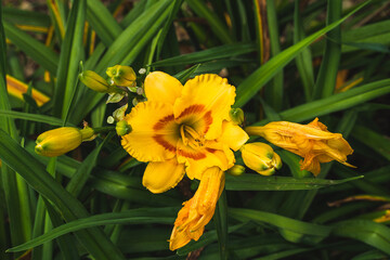 Fototapeta premium Yellow flowers with green bush