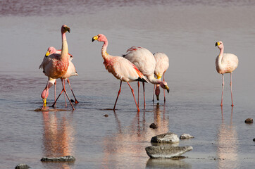 Group of Andean Flamingos at Laguna Colorada in Reserva Eduardo Avaroa