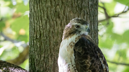 Red-tailed Hawk (Buteo jamaicensis)