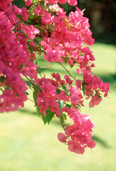 ブーゲンビリア