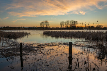 Reeds floating in lake water, sky after sunset