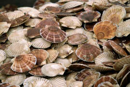 ホタテ の画像 8 953 件の Stock 写真 ベクターおよびビデオ Adobe Stock