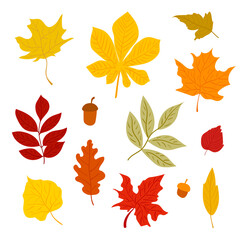 Colorfull autumn leaves set. Vector isolated elements