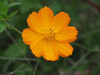 キバナコスモス