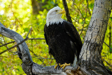 American Bald Eagle - Fall foliage