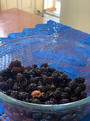 blueberries in a bowl