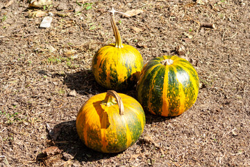 Close-up three orange pumpkin autumn ground garden park celebrates Halloween holiday