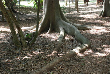 Raíces en el parque 